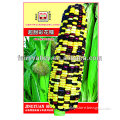 Super Sweet Waxy Glutinous Colorful Black Corn Seed For Cultivation